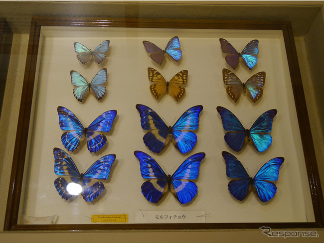 かいけつゾロリわくわく昆虫展!(8月29日まで)