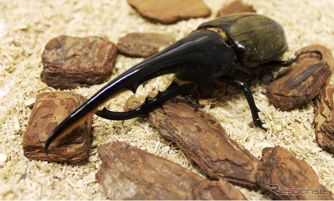 板橋区立熱帯環境植物館「熱帯の昆虫と食虫植物」(8月29日まで)