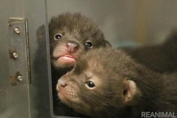 生後26日（9/5）。オスにも歯が生え、2頭がよくじゃれ合うようになった