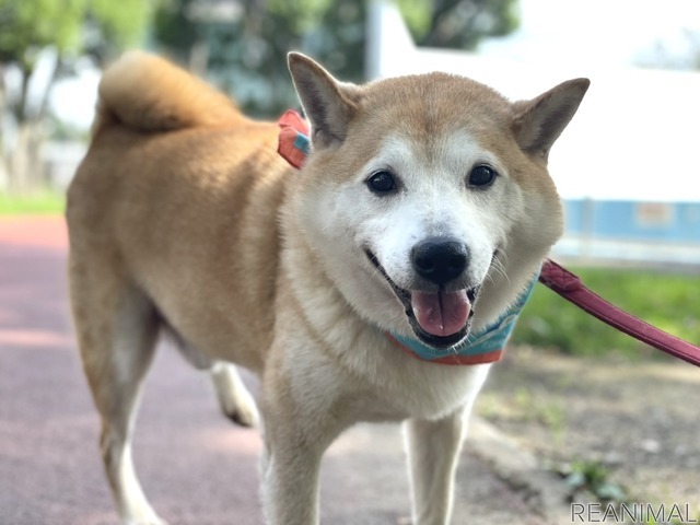 柴犬の「さぶ」君