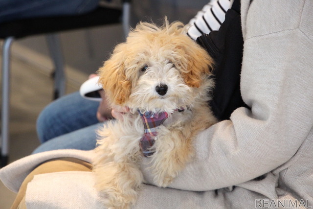 アニコム×関東マツダ 子犬のしつけ教室