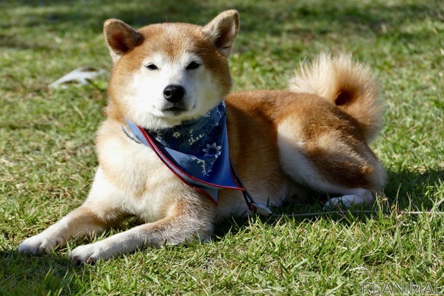 柴犬のハル