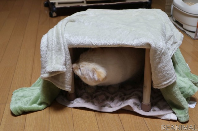 入っていみたもののどうも落ち着かない