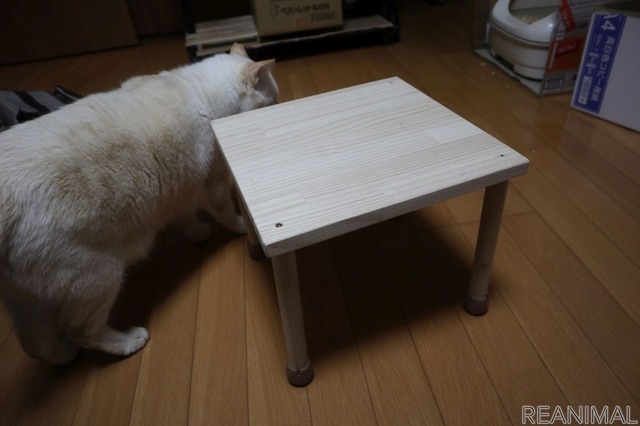 さっそくやってくるうすちゃ