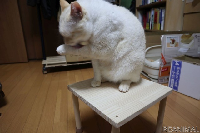 乗ってみて強度確認