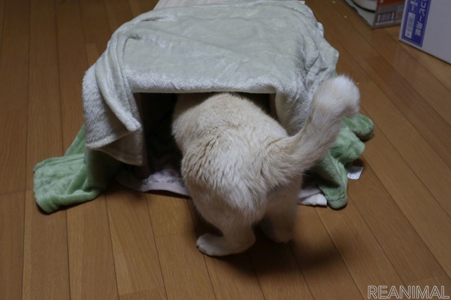 「ねこたつ」を作る