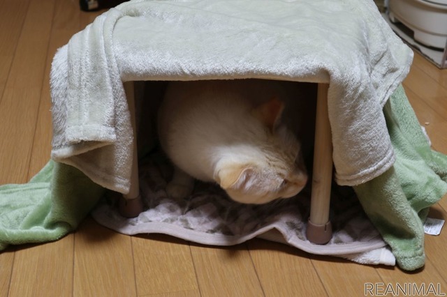 「ねこたつ」を作る