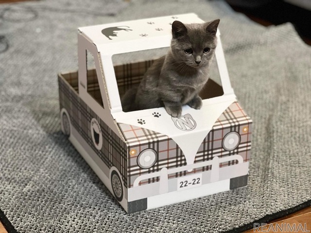 アースダンボールからダンボール製の「猫トラック」発売