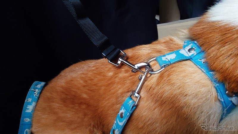 犬用のシートベルト