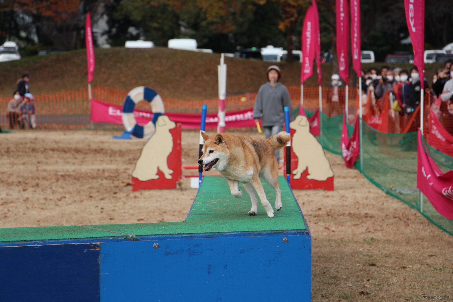 ドッグスポーツ「エクストリーム」のチャンピオンシップ全国決勝大会