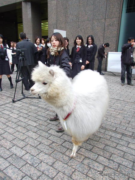 ［ミラバケッソ 写真蔵］東京 大手町にアルパカ現る！