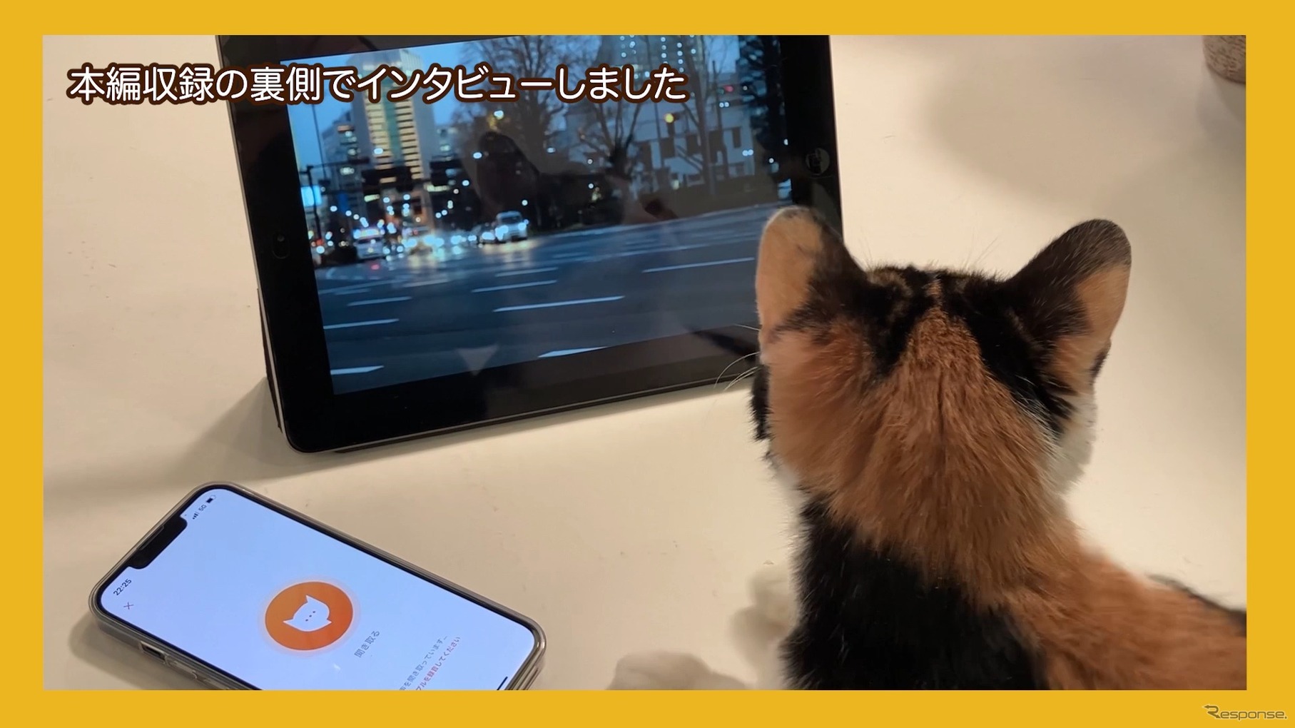 猫語翻訳アプリ「にゃんトーク」を使って猫にインタビュー