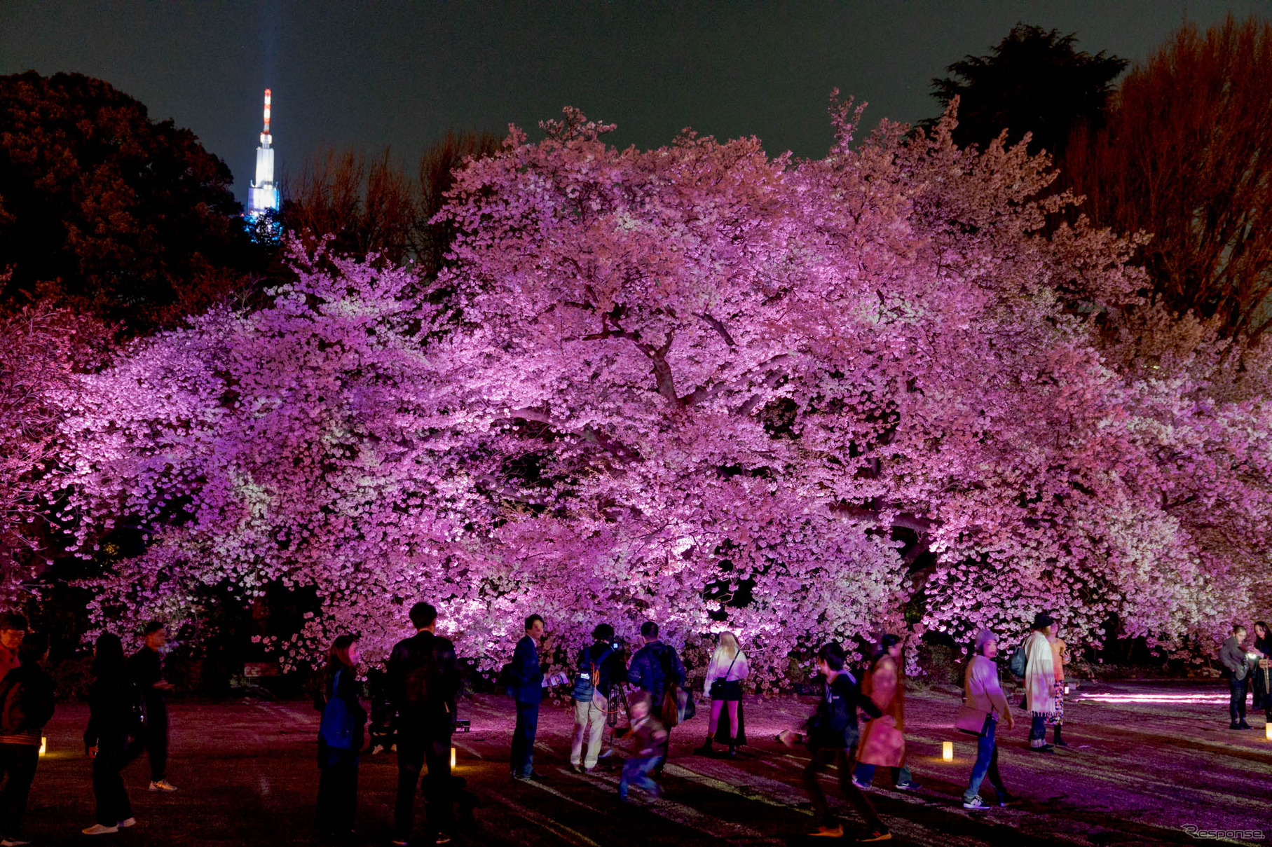 ライトアップの桜。