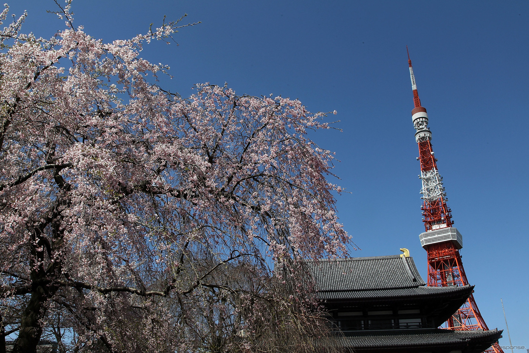 東京タワー。写真の桜はしだれか