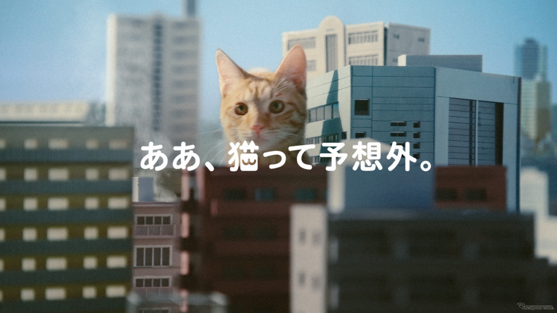 イエローハットTVCM：『猫って予想外』