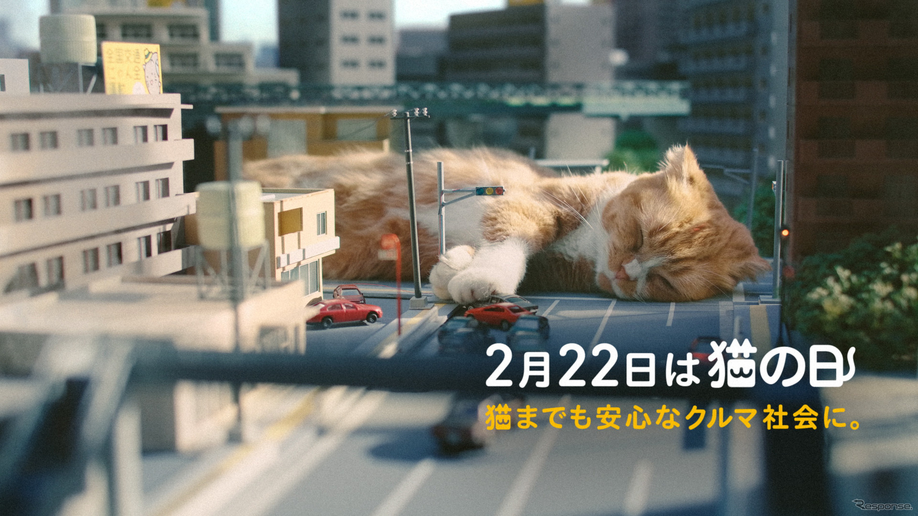 イエローハットTVCM：『猫って予想外』