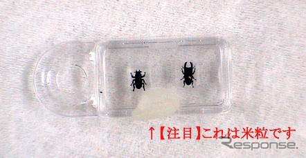 体長2.65mmでもオオクワガタ　オスとメス、山梨県で