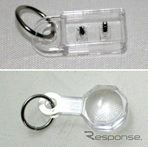 体長2.65mmでもオオクワガタ　オスとメス、山梨県で