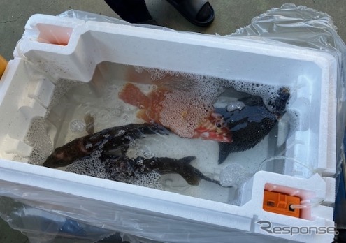 活魚のスピード輸送を開始