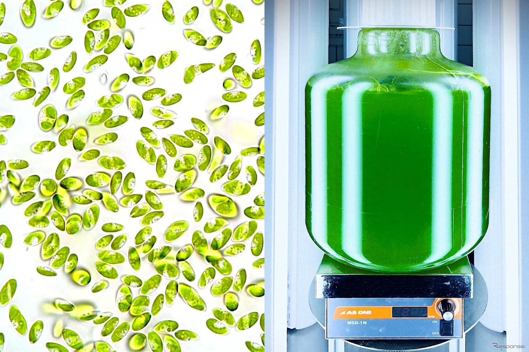 コッコミクサKJ