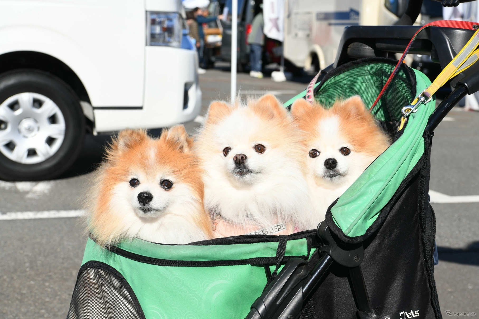 ペットも来場可