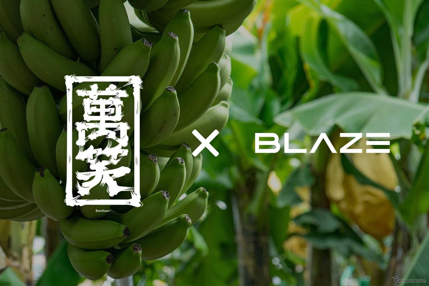 ブレイズと萬笑園の「天下布武 信長バナナ」とのコラボ企画も