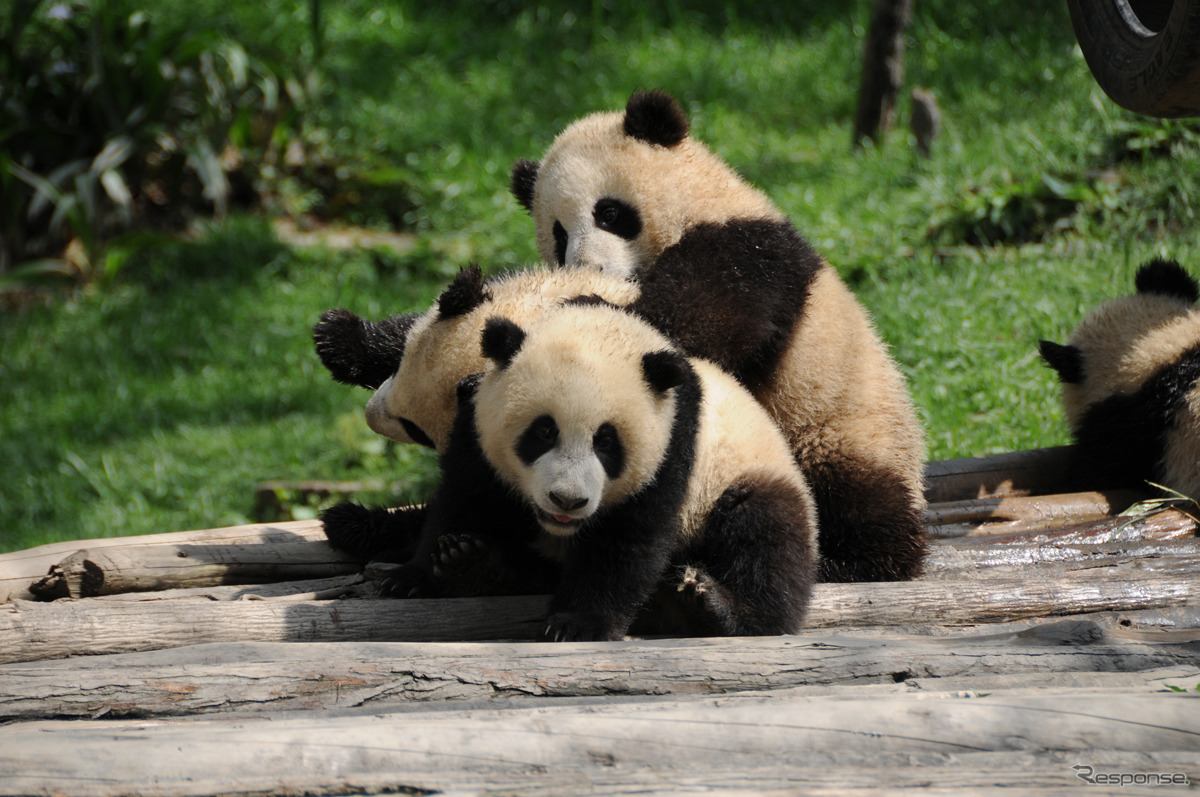 四川省成都市で東京都動物園協会が撮影（09年4月）