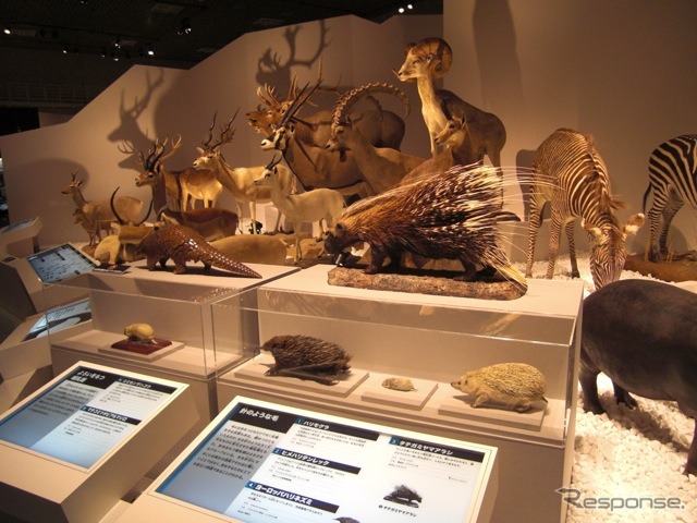 画像は、3月13日から6月13日まで開催された「大哺乳類展 - 陸のなかまたち」