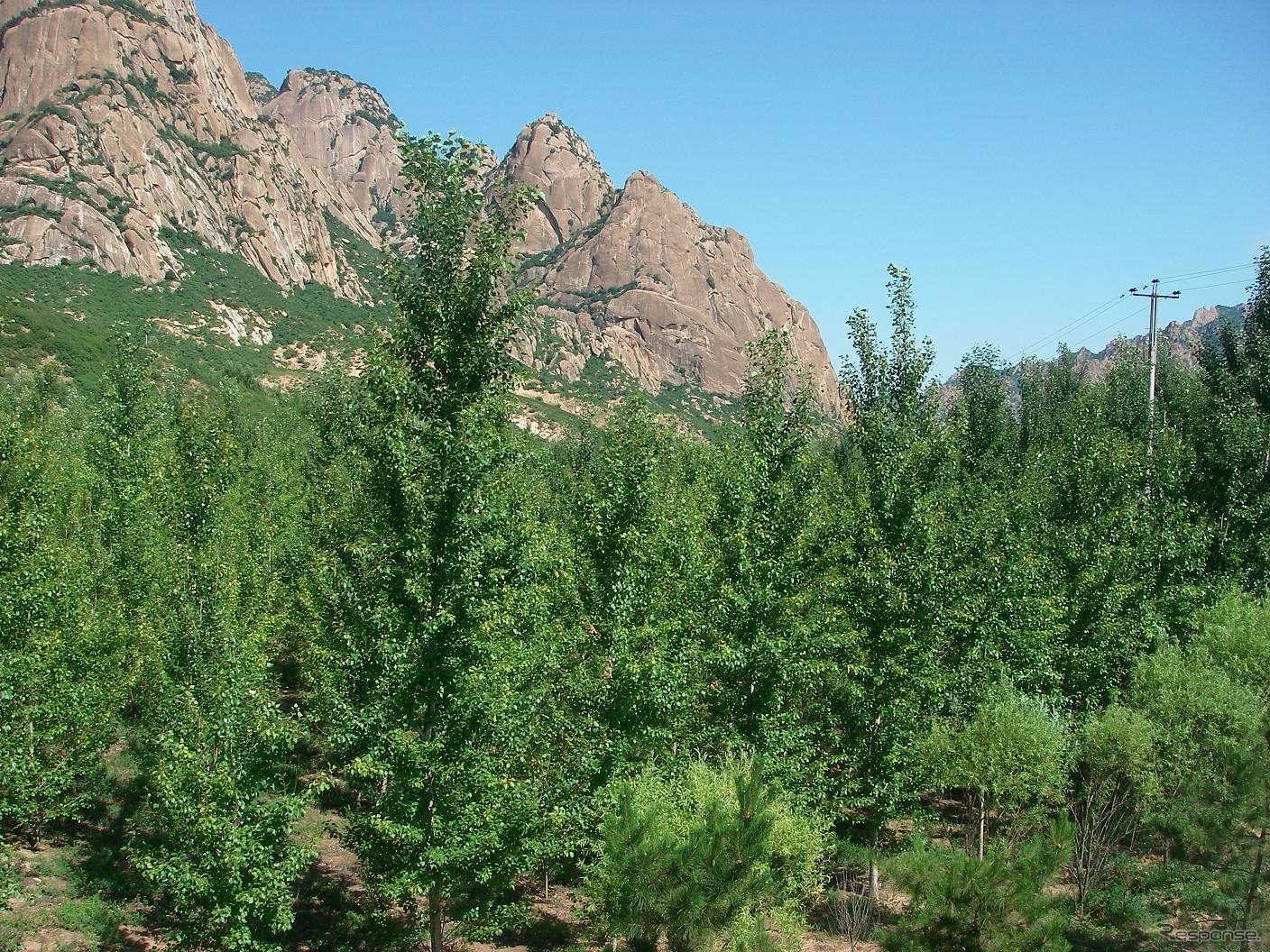 中国でおこなっている植林活動の様子（植林後 2009年7月）