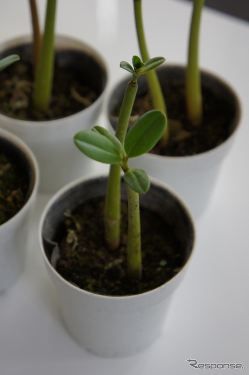 タイのマングローブ植樹を体験