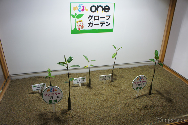 タイのマングローブ植樹を体験