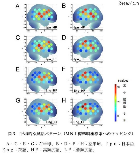 小学生、英単語を処理する脳活動の基本パターンを解明 平均的な賦活パターン