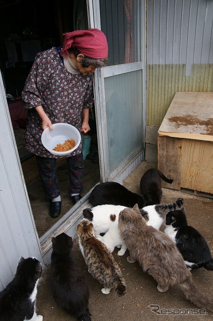 震災直後は食欲をなくしていたという田代島の猫たち。今では以前にも増して食欲旺盛だという