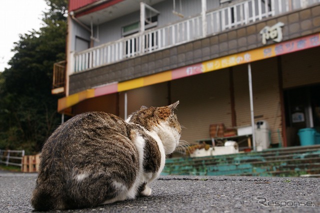 東日本大震災 田代島 クルマごと流されてしまった人も