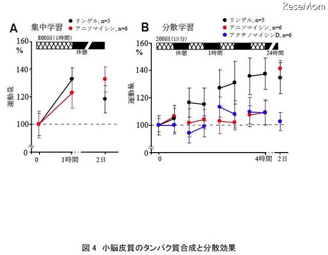 「集中学習より休憩を取りながらの学習が効果的」実験結果を発表 小脳皮質のタンパク質合成と分散効果