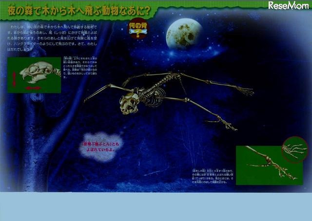 夜の森で木から木へ飛ぶ動物なあに？