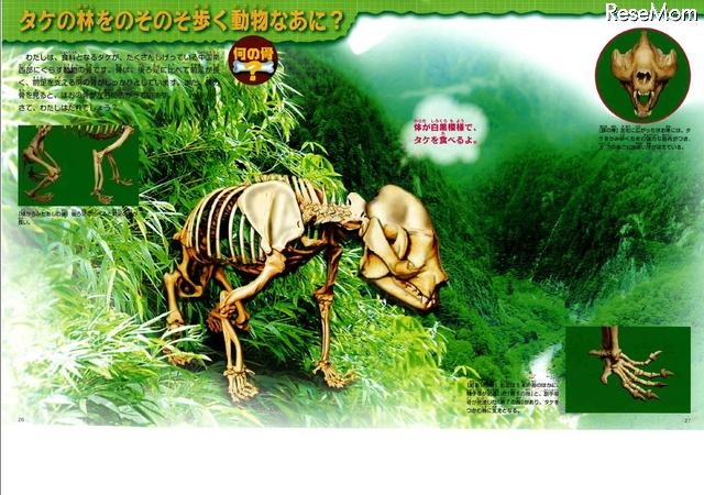 タケの林をのそのそ歩く動物なあに？