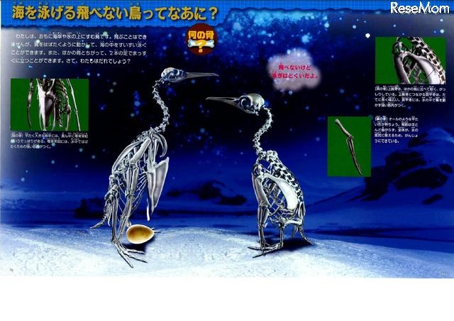 海を泳げる飛べない鳥ってなあに？