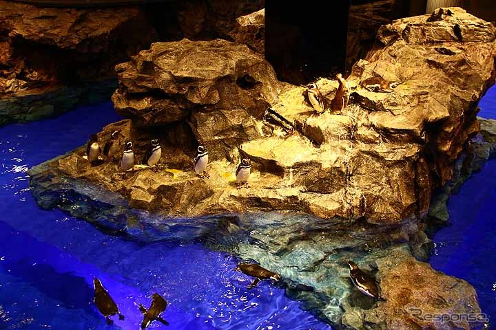 初めて公開されたすみだ水族館の館内