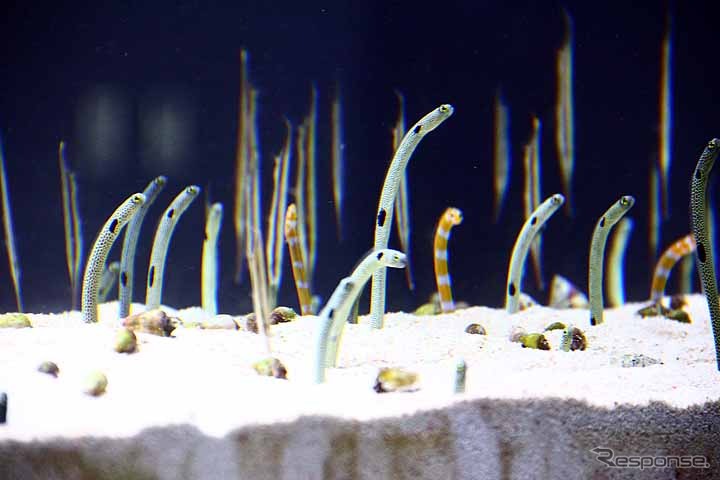 初めて公開されたすみだ水族館の館内