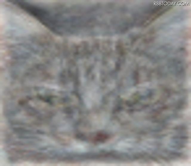 Googleが発表した猫の画像