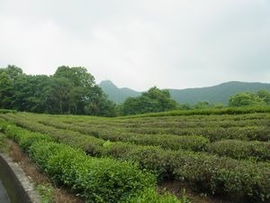 杭州　日本茶の原点を見に行く　（2）　杭州　中天竺へ