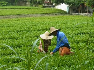杭州　日本茶の原点を見に行く　（2）　杭州　中天竺へ