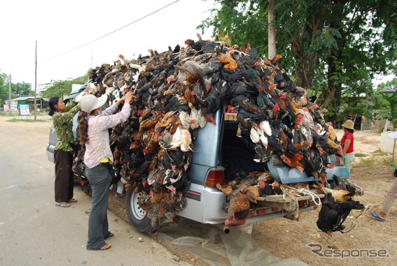 鶏を輸送するワゴン車