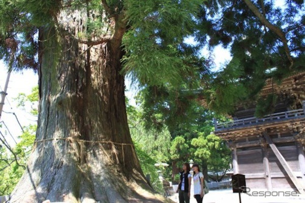 筑波山神社の大杉