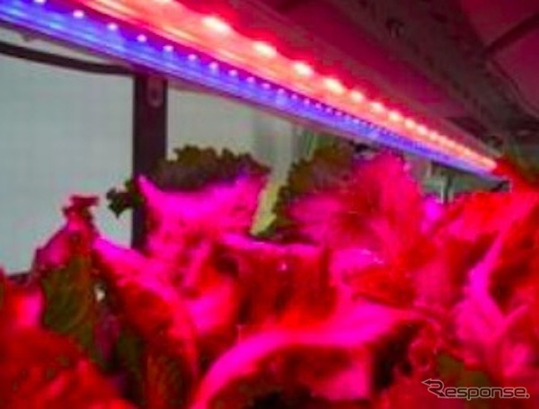 京王電鉄  LED栽培の様子イメージ