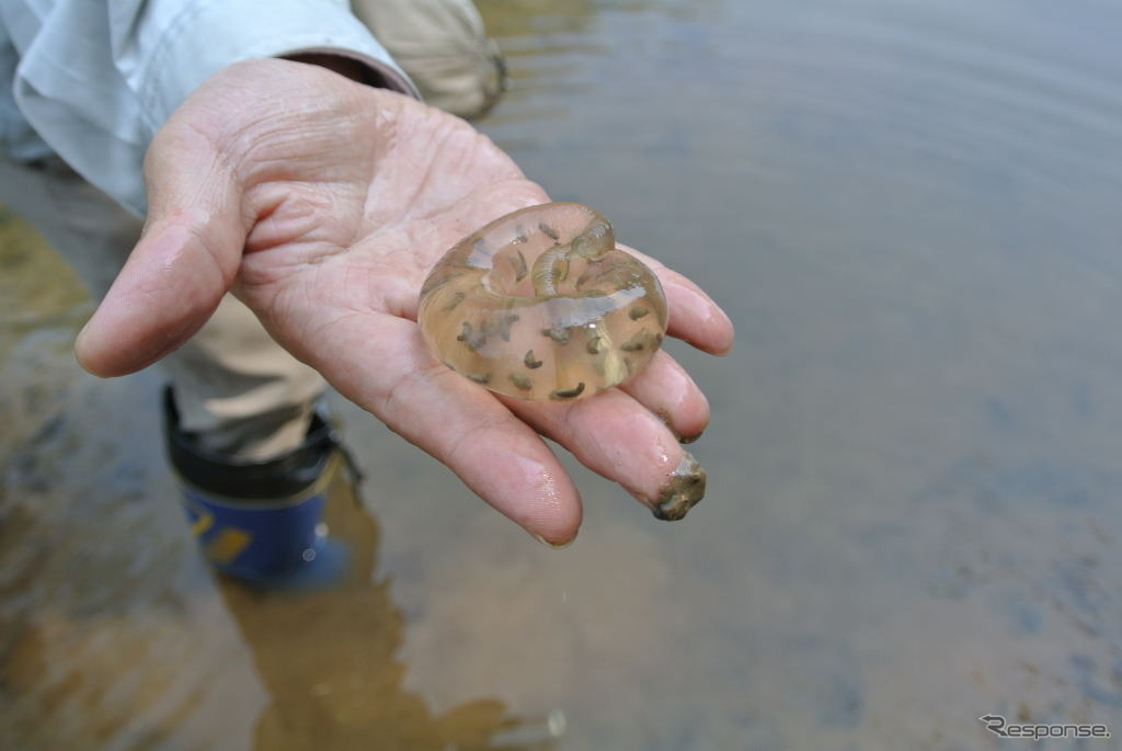 トウキョウサンショウウオの卵