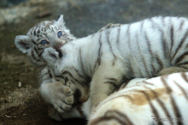 東武動物公園で飼育されているホワイトタイガーの赤ちゃんは2日から正式公開がスタート。悪天候を除き、10-16時に展示される。