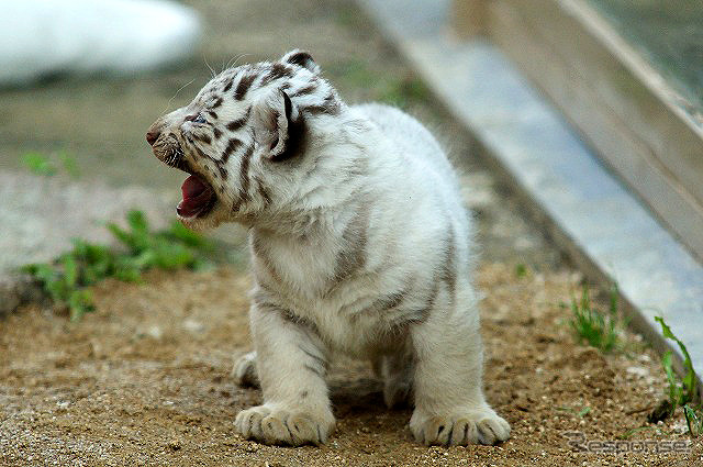 東武動物公園で飼育されているホワイトタイガーの赤ちゃんは2日から正式公開がスタート。悪天候を除き、10-16時に展示される。