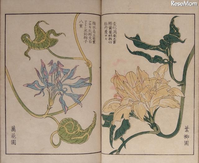 萬花園主人撰・服部雪斎画「朝顔三十六花撰」（雜花園文庫蔵）